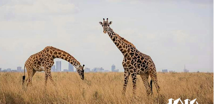 Nairobi National Park View Cozy Hotel for Rent at Rhino Park Mlolongo