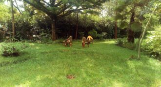 Furnished New Kitisuru 3BR Mansion +Dsq On 0.5 Acre Rent at 250K