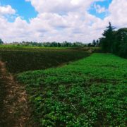 1 To 89 Acres Of Prime Farm Land In Isinya-Birika For Sale-2.5M- Ref-661