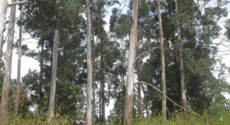 Mangu 11 Acre Prime Land on Thika Highway-Weitethe For Sale- Ref-803